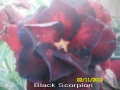 black-scorpion