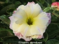 siam-amber