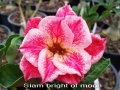 siam-bright-of-moon