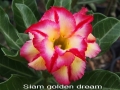 siam-golden-dream