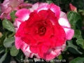 siam-pink-cameria