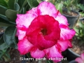 siam-pink-delight