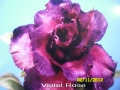 violet-rose