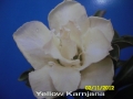 yellow-karnjana