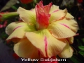 yellow-subjalurn