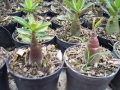 arabicum-bg-seedling