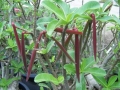 arabicum-seedpod1