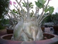 arabicum-yemen