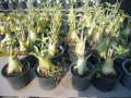 arabicumcompack4inch