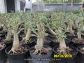 golden-coral-seedling