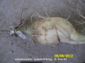 obesum-seedling-3-inch