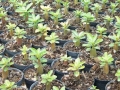 rcn-baby-seedling-group