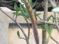 somalense-seedpod
