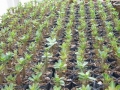 yemen-seedling